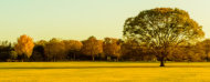 Arbol frondoso en una pradera