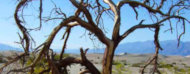Arbol en un paisaje árido
