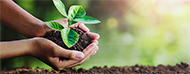 persona plantando un arbol
